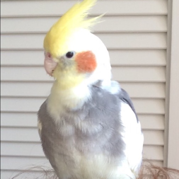 rtielmom